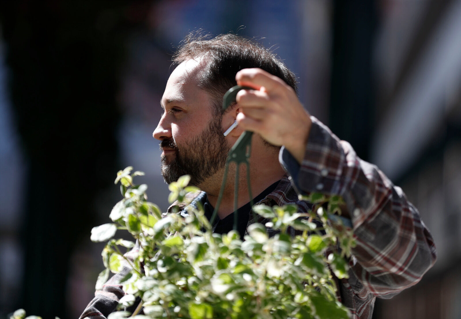 Buying an ivy